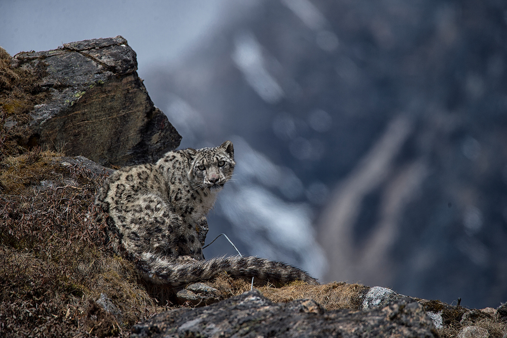 Snow leopard resting on rocky terrain