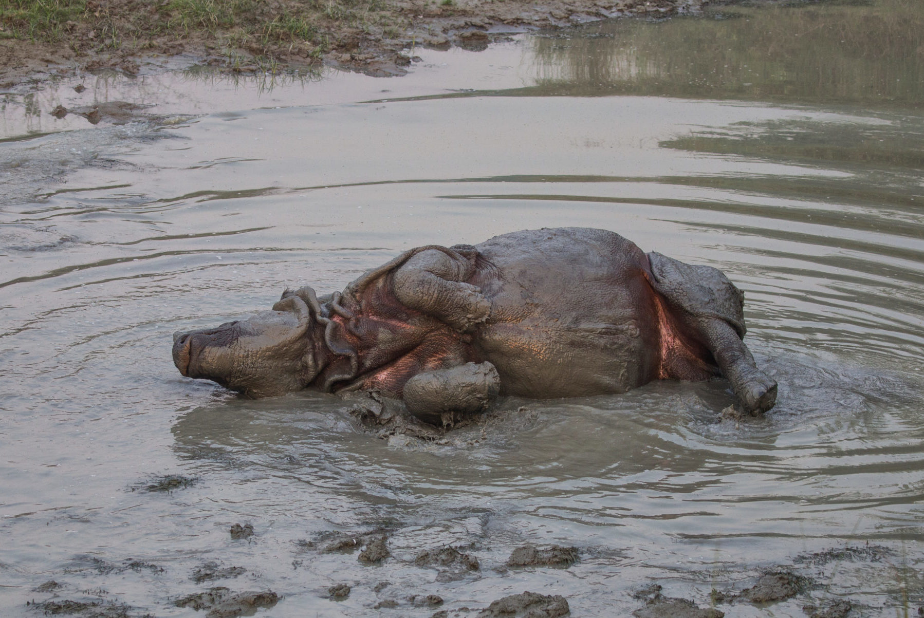 A greater one-horned rhino (Rhinoceros unicornis) swimming in the buffer zone community forest area of Amaltari Ghat and Chitwan National Forest of Nepal.