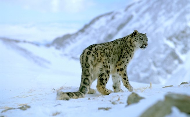 snow leopard